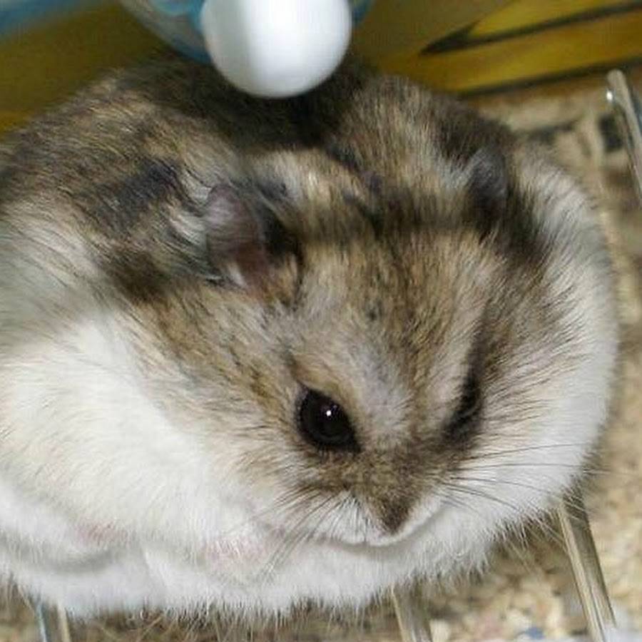 Van’ın kedisi varsa Konya’nın da avurtlağı var 7